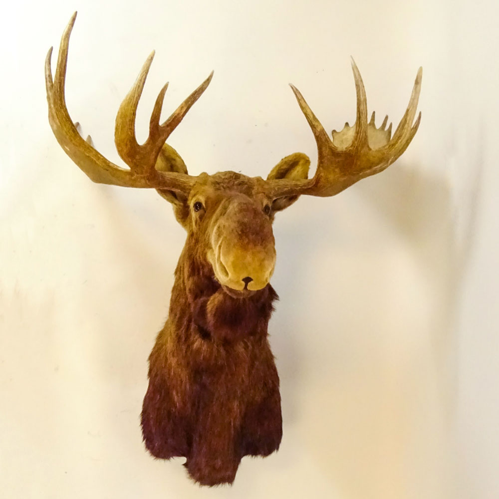 Vintage Moose Head Taxidermy Mount. Large Multi Point