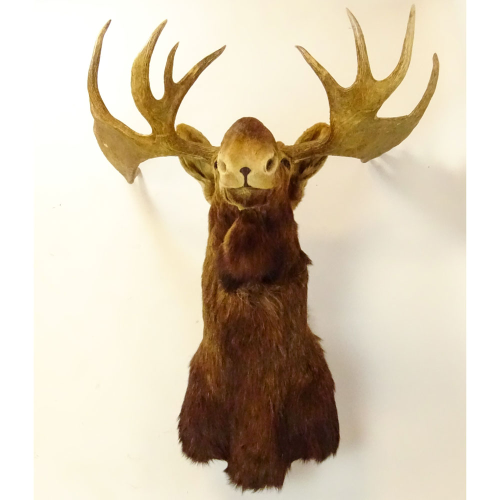 Vintage Moose Head Taxidermy Mount. Large Multi Point