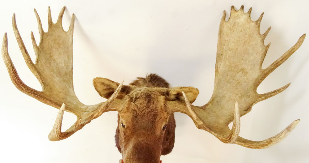 Vintage Moose Head Taxidermy Mount. Large Multi Point