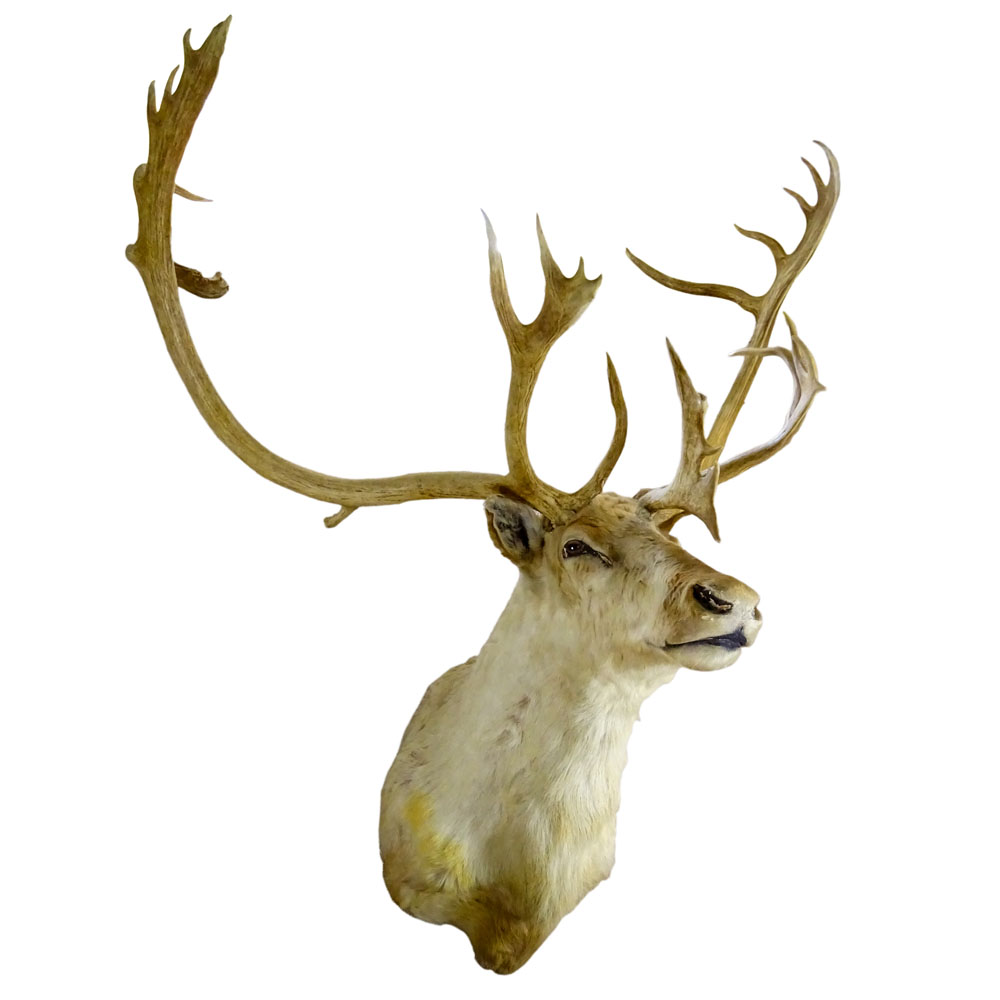 Vintage Caribou Head Taxidermy Mount. Large Multi Point Antlers.