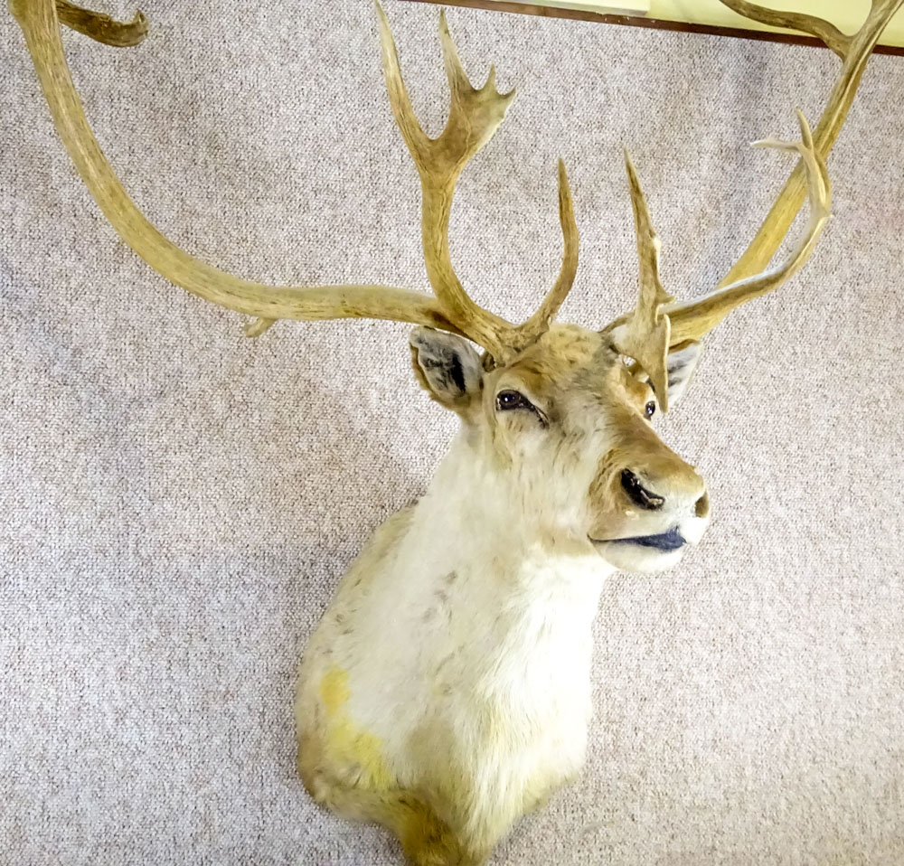 Vintage Caribou Head Taxidermy Mount. Large Multi Point Antlers.