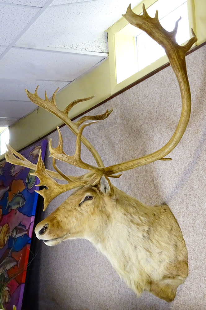 Vintage Caribou Head Taxidermy Mount. Large Multi Point Antlers.