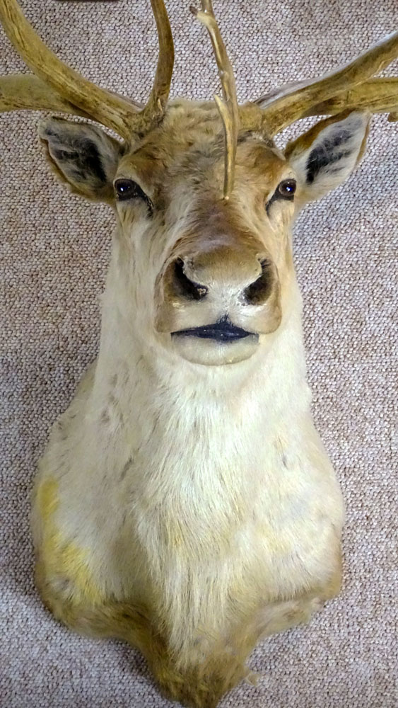Vintage Caribou Head Taxidermy Mount. Large Multi Point Antlers.