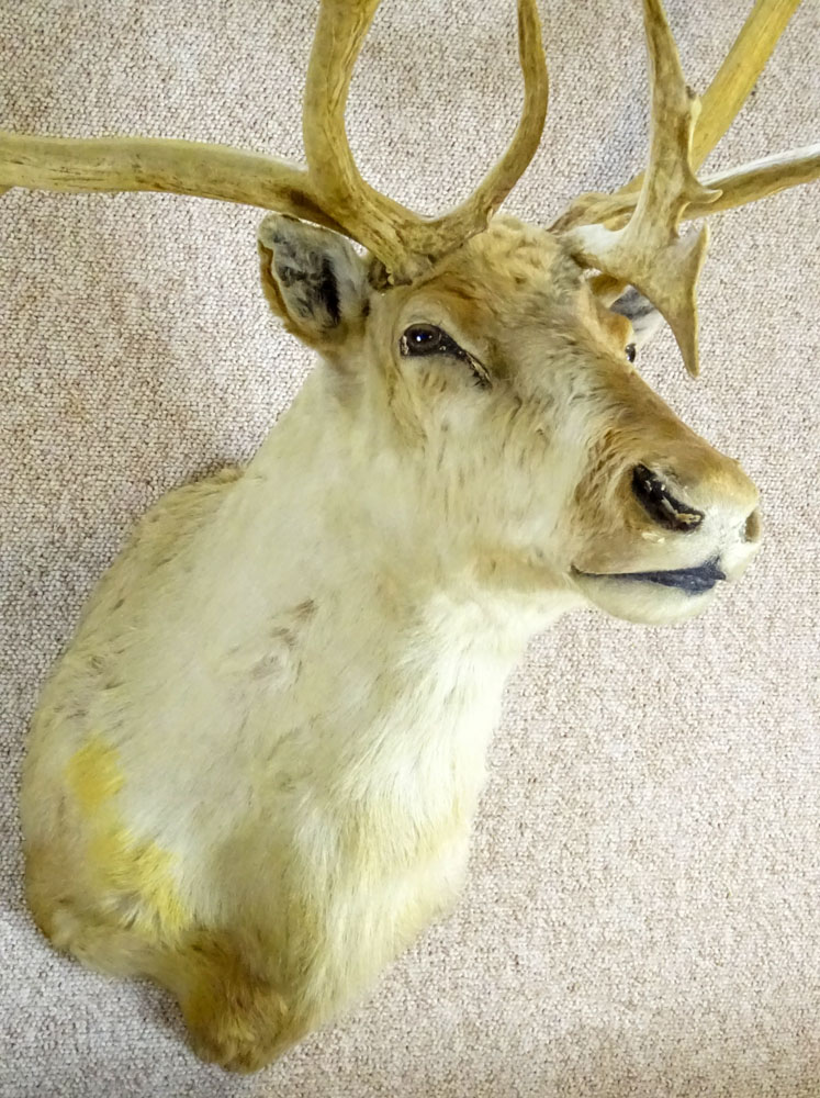 Vintage Caribou Head Taxidermy Mount. Large Multi Point Antlers.