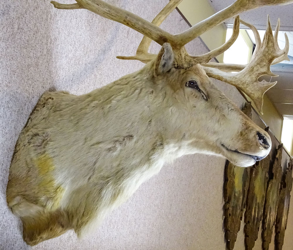 Vintage Caribou Head Taxidermy Mount. Large Multi Point Antlers.