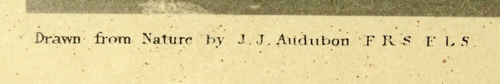 after: John James Audubon, American (1785-1851). Print "Pinnated Grous" 
