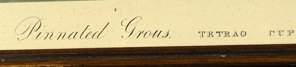 after: John James Audubon, American (1785-1851). Print "Pinnated Grous" 