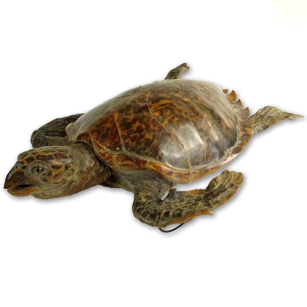 Antique Tortoise Taxidermy Mount. Late 19th - Early 20th Century.