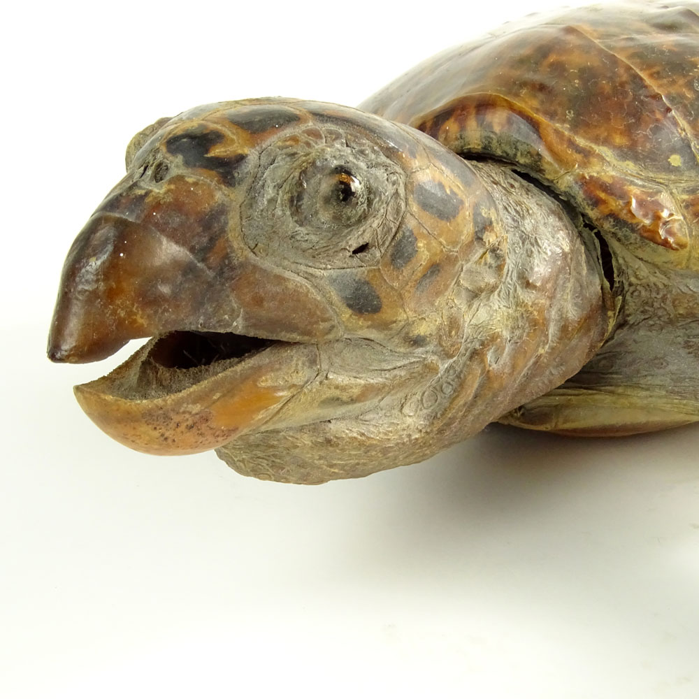 Antique Tortoise Taxidermy Mount. Late 19th - Early 20th Century.