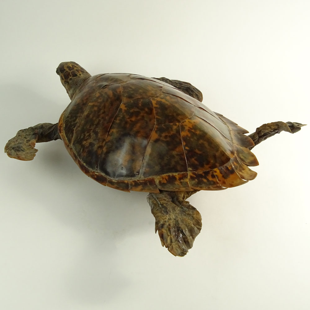 Antique Tortoise Taxidermy Mount. Late 19th - Early 20th Century.