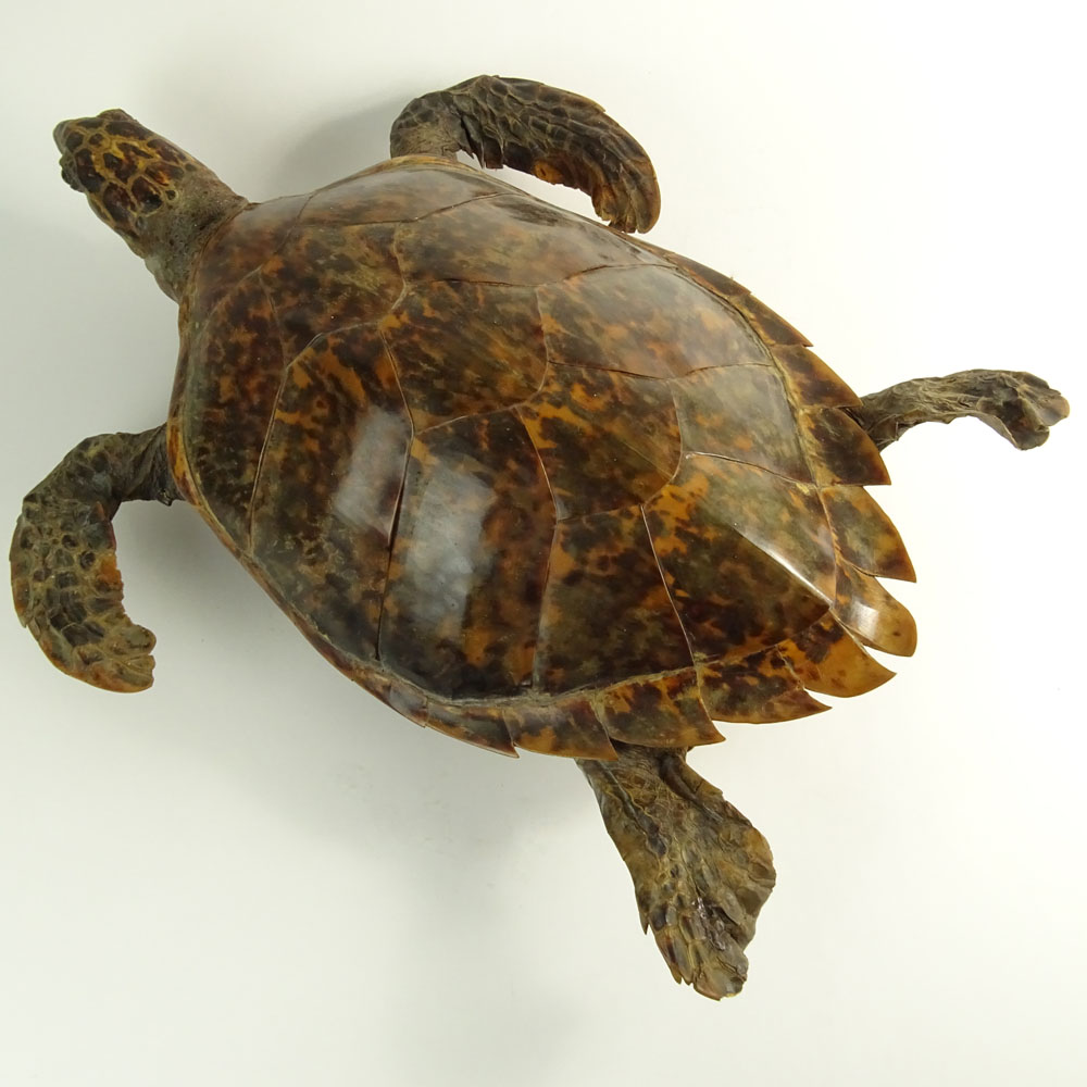 Antique Tortoise Taxidermy Mount. Late 19th - Early 20th Century.