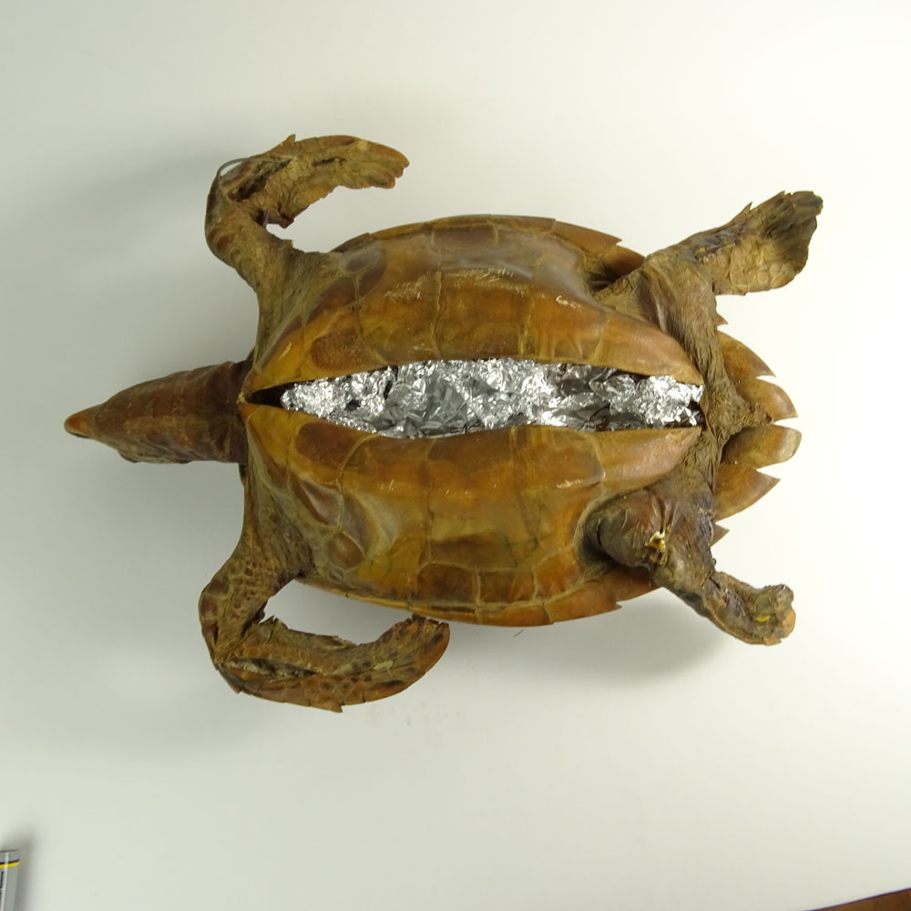 Antique Tortoise Taxidermy Mount. Late 19th - Early 20th Century.