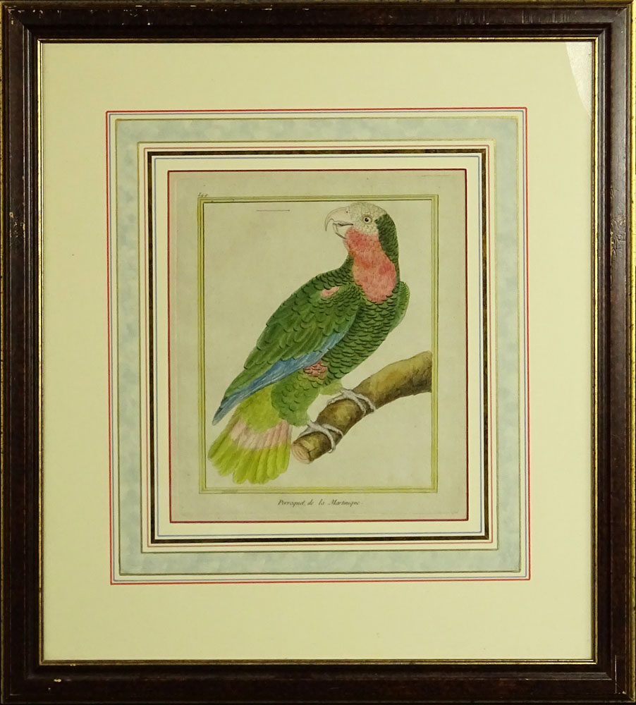 18th Century hand colored engraving "Perroquet, de la Martinique"