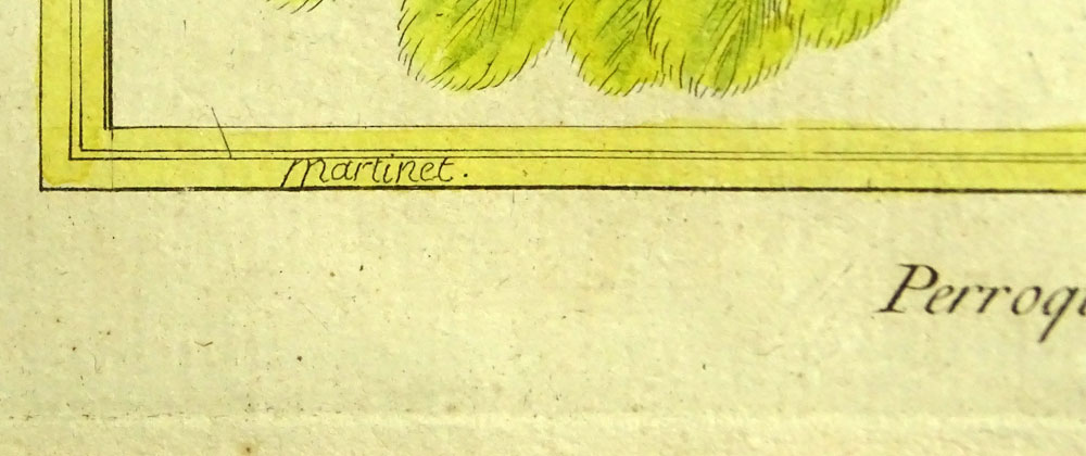 18th Century hand colored engraving "Perroquet, de la Martinique"