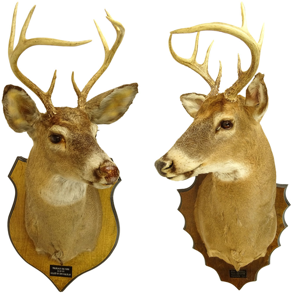 Two (2) Mounted Taxidermy Deer Heads with Antlers. Brass plaques to each.