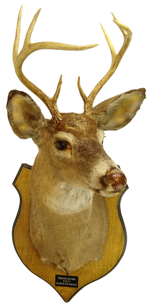 Two (2) Mounted Taxidermy Deer Heads with Antlers. Brass plaques to each.