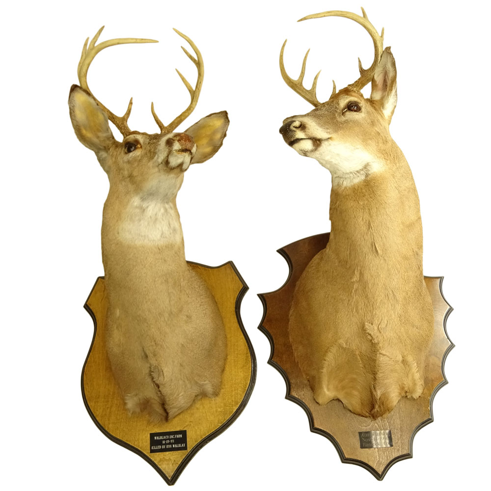 Two (2) Mounted Taxidermy Deer Heads with Antlers. Brass plaques to each.