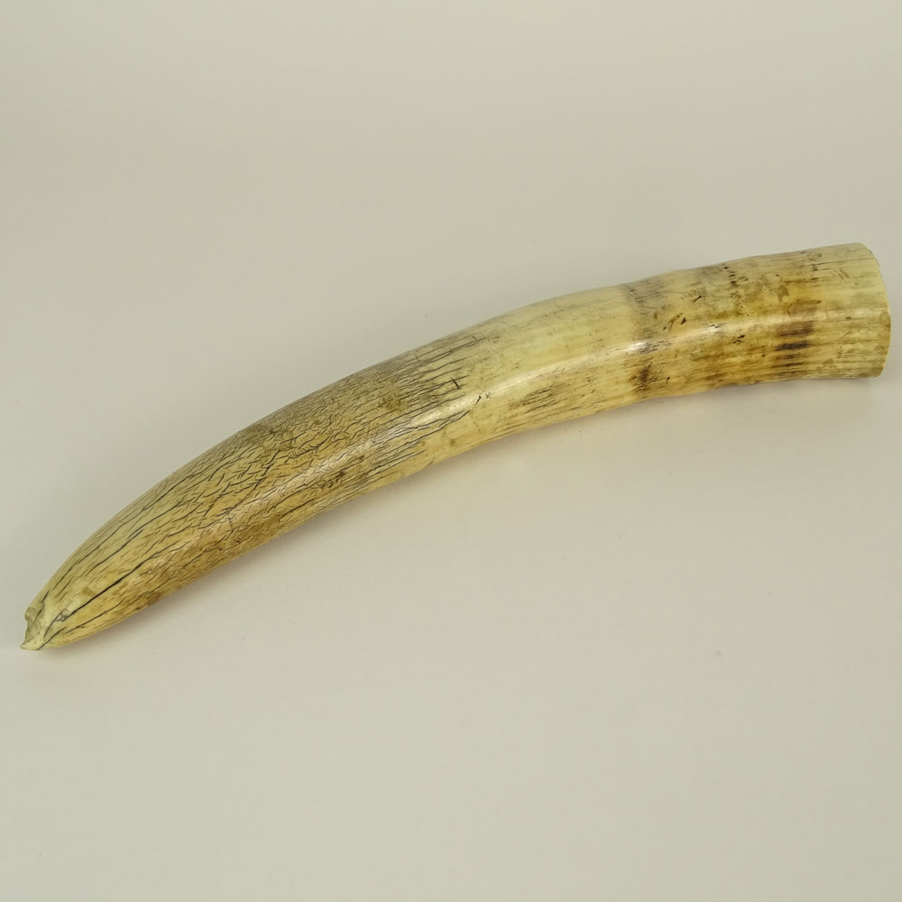 Ivory Walrus Tusk.