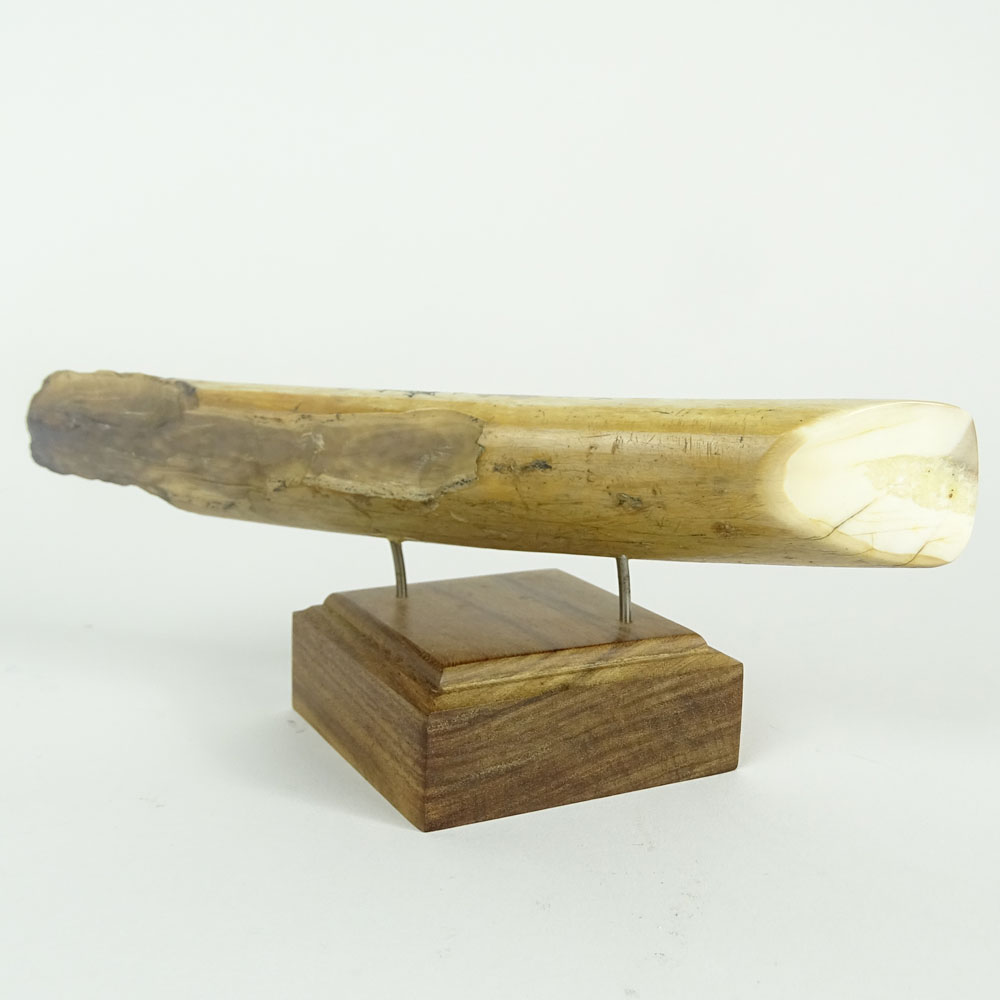 Fossilized Walrus Tusk Scrimshaw. Whaling scene.