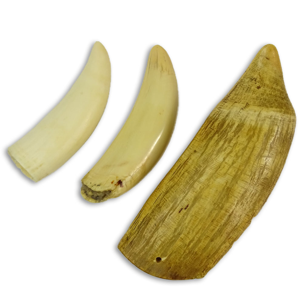 Lot of Three (3) Antique Whale Teeth.