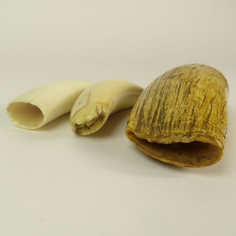 Lot of Three (3) Antique Whale Teeth.