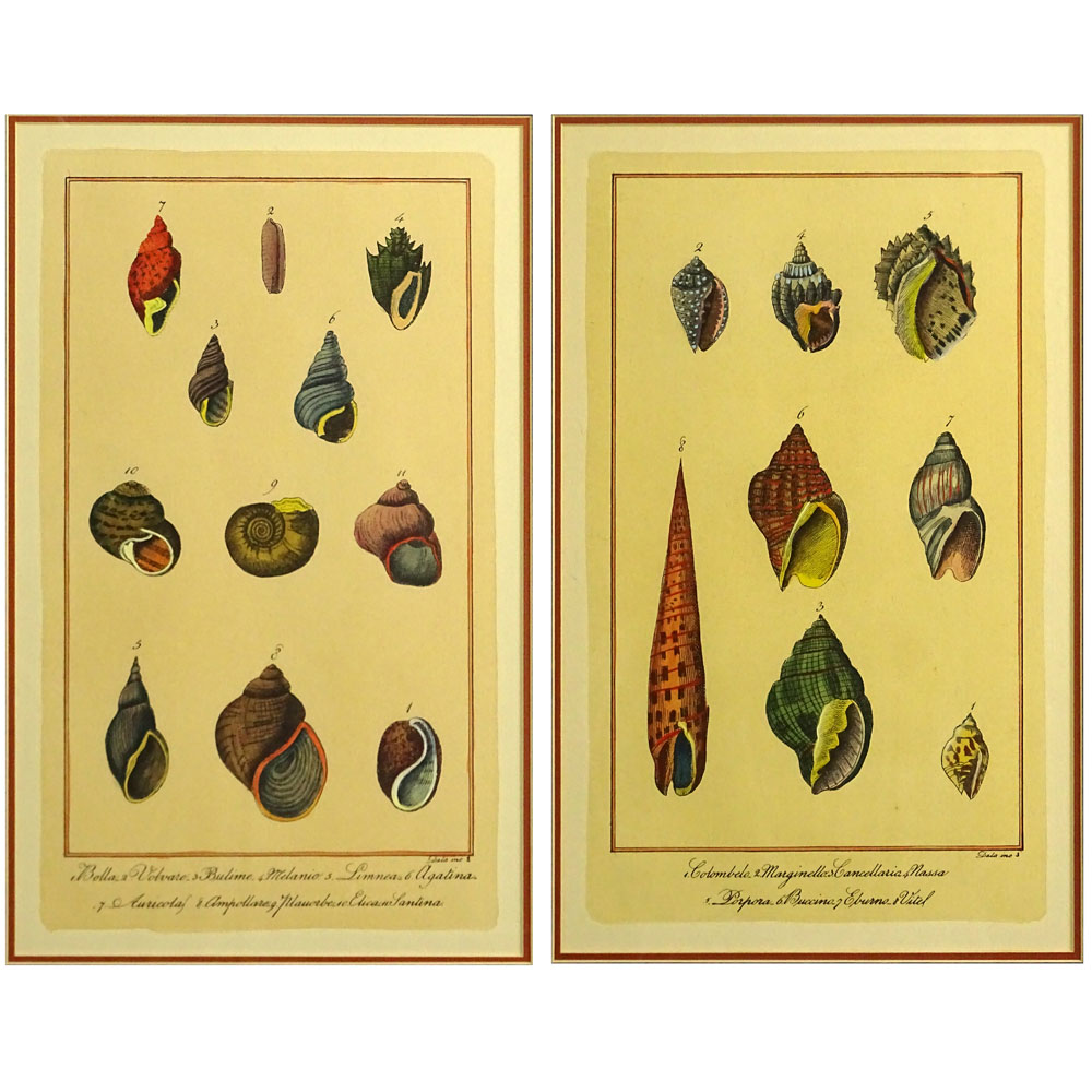 Two Modern Hand colored Prints "Shells".