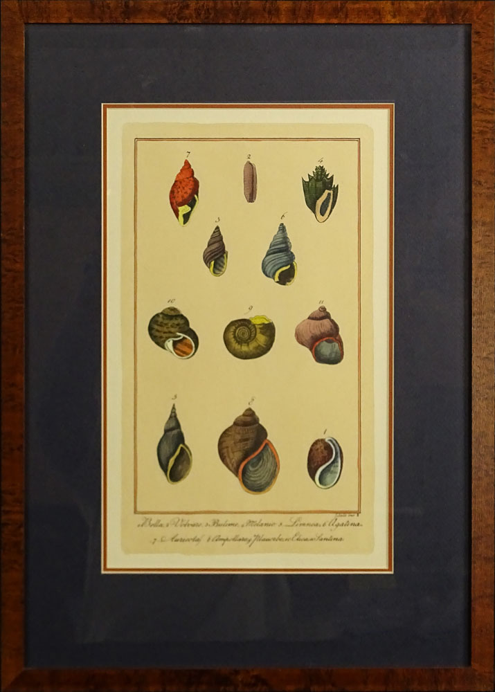 Two Modern Hand colored Prints "Shells".