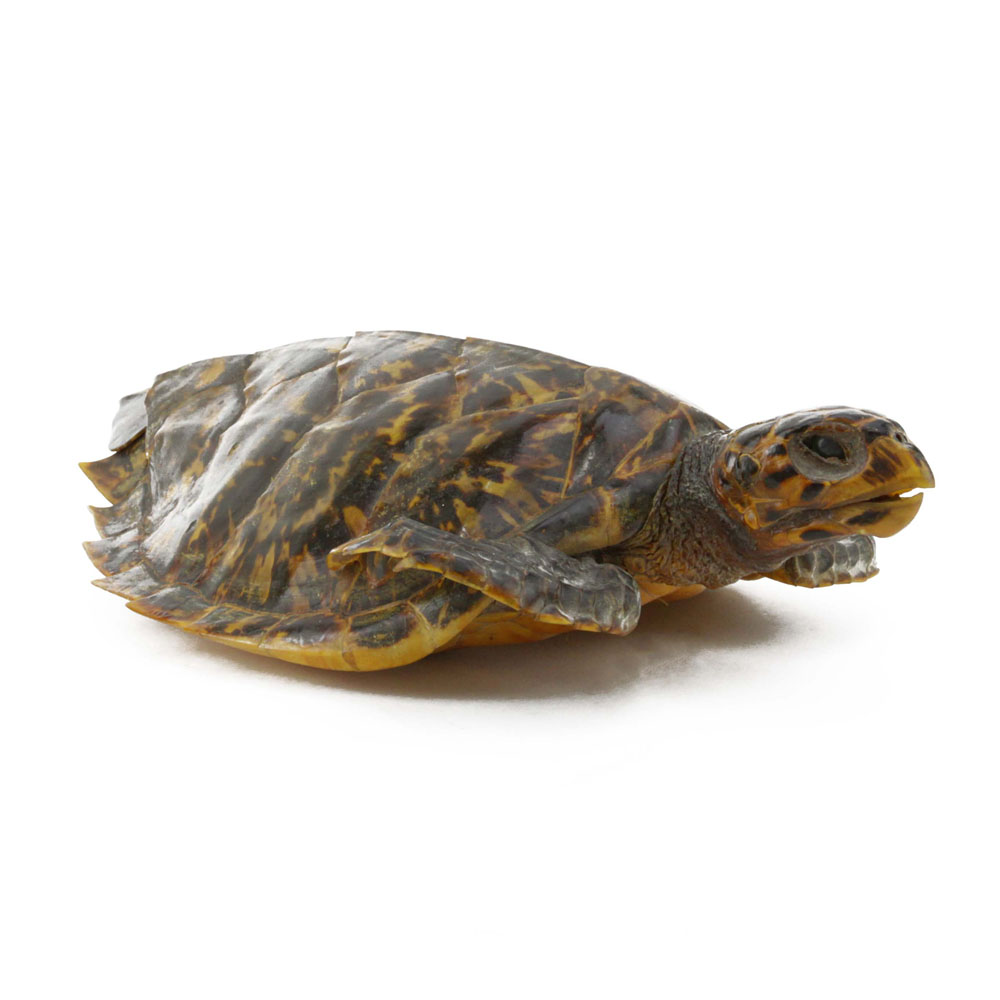 Antique Loggerhead Tortoise Shell Taxidermy Mount.