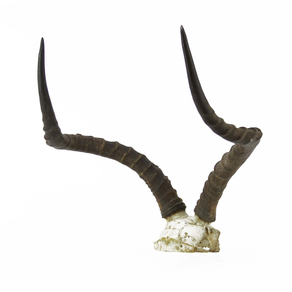 Authentic African Gazelle Skull and Horn Mount