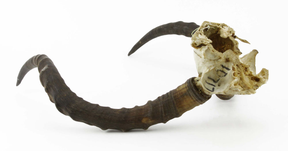 Authentic African Gazelle Skull and Horn Mount