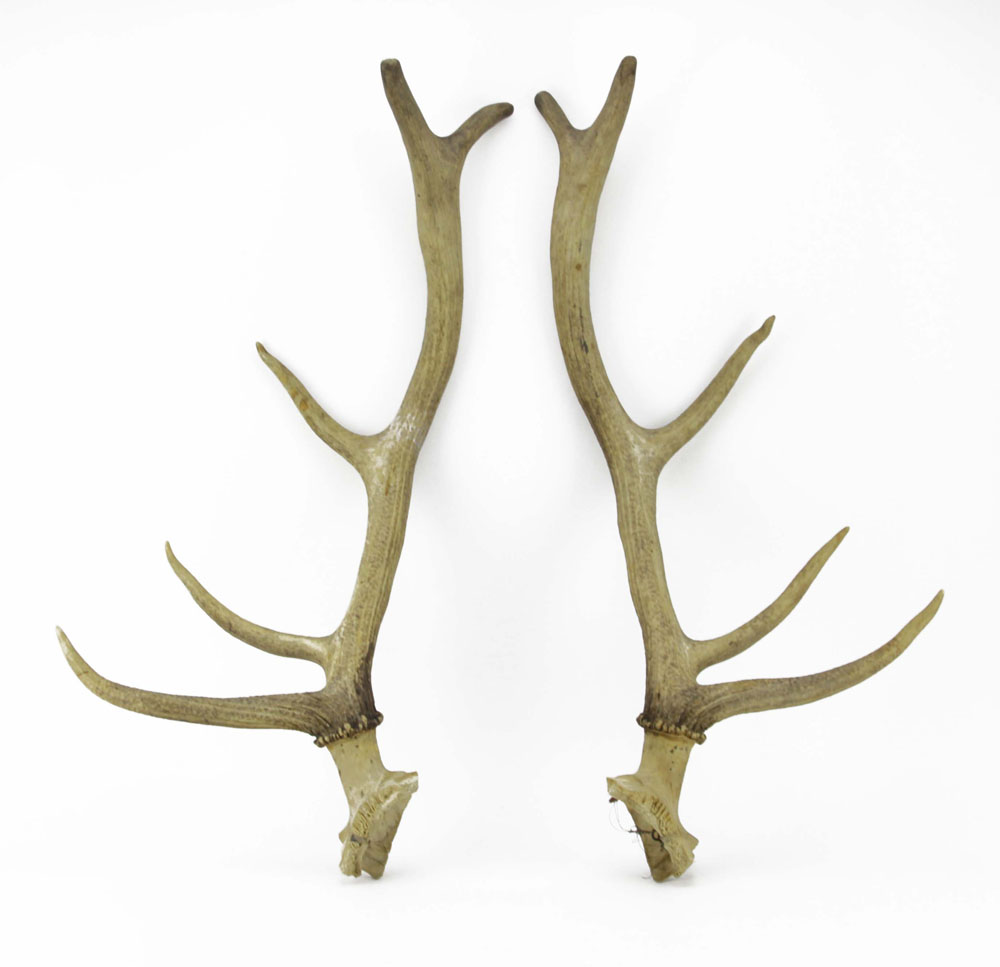 Lot of Three (3) Large  Isolated Deer Antlers.