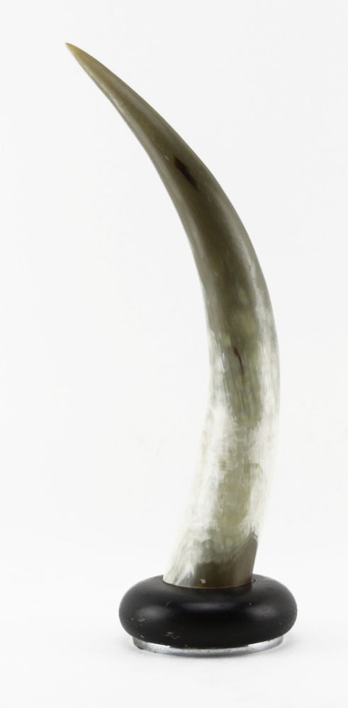 Large Bulls Horn Shofar along with Bulls Horn Mounted on Base.