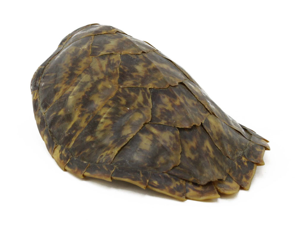 Antique Gallipoli Turtle Shell.