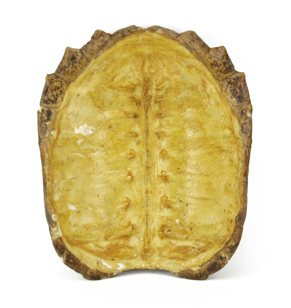 Antique Alligator Turtle Shell.