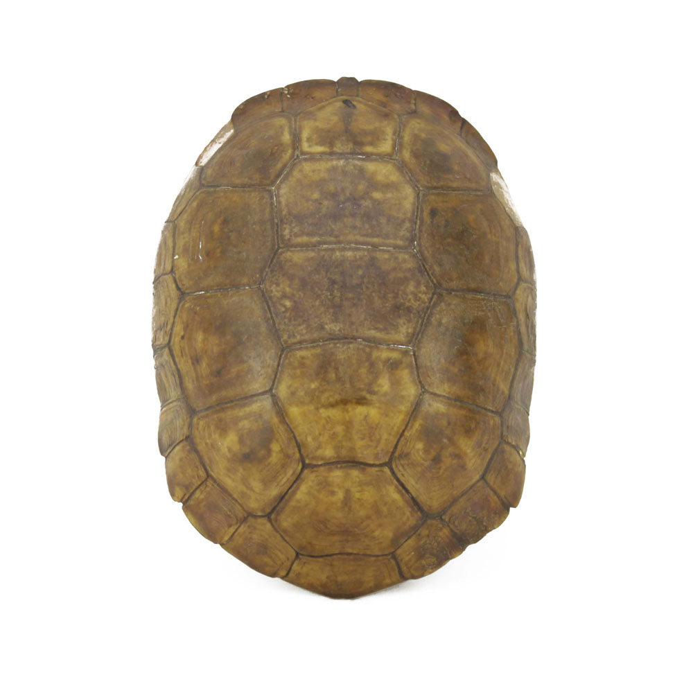 Antique Round Turtle Shell.