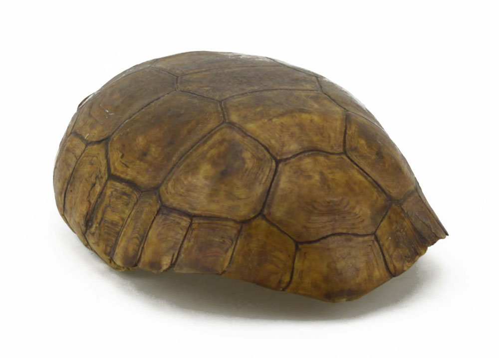 Antique Round Turtle Shell.