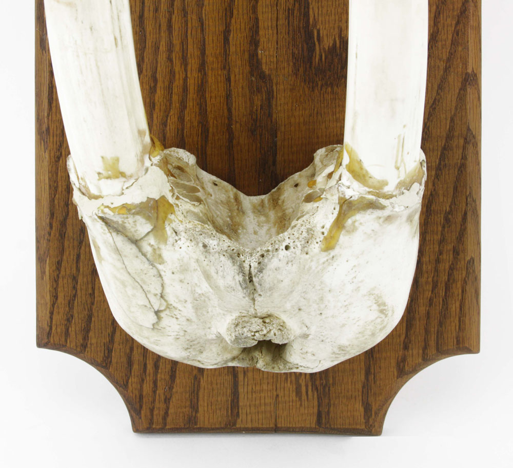 Antique Alaskan Walrus Skull and Tusk Mounted on Wooden Plaque.