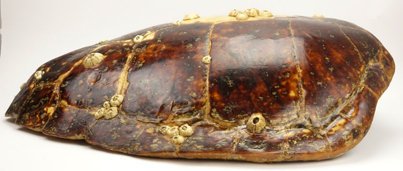 Large Antique Tortoise Shell With Barnacles