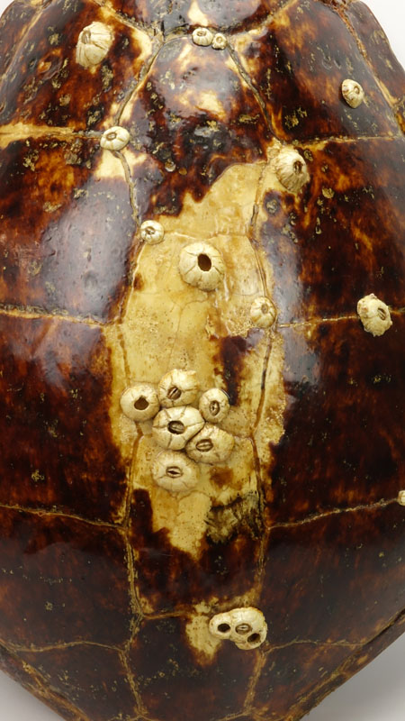 Large Antique Tortoise Shell With Barnacles