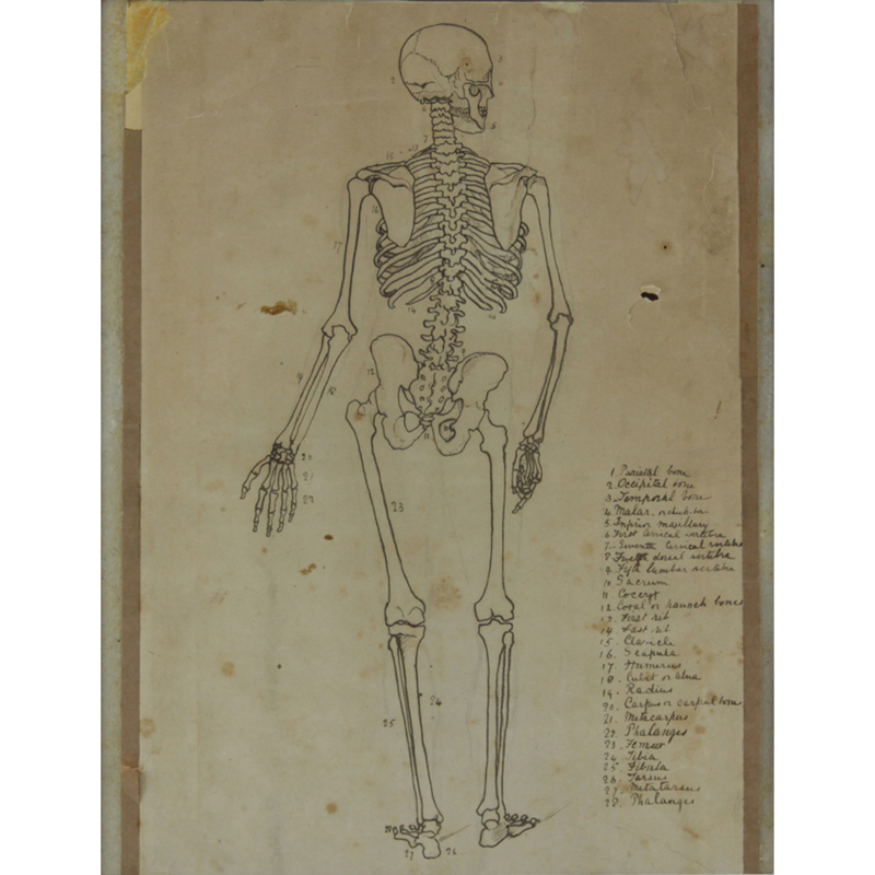 19/20th Century Ink on tan paper "Anatomical Study - Human Skeleton" Unsigned