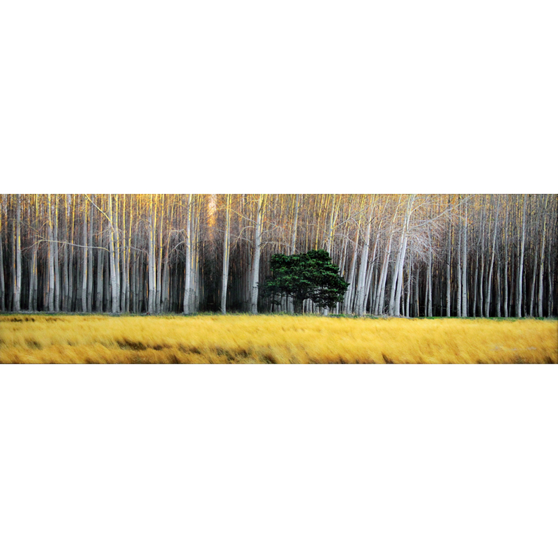 Peter Lik, Australian/American (b-1959) "Golden Silence" Limited Edition Panorama Photographic Print