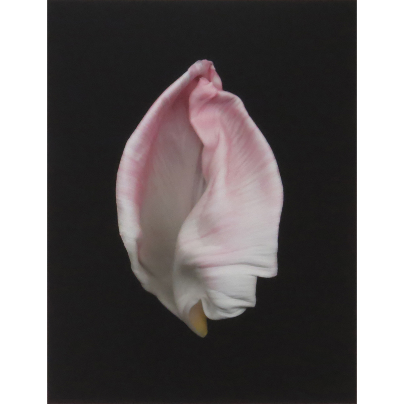 Joyce Tenneson, American  (b. 1945) "Intimacy Tulips" Limited Edition Photograph. 