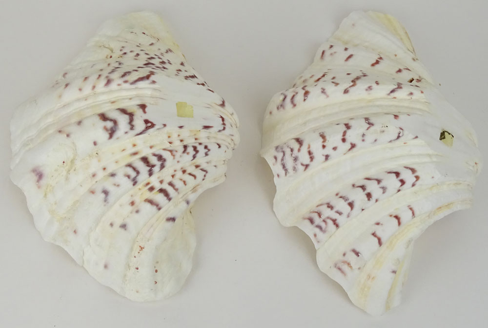 Pair Giant Sea Shells. Natural Shells with Bottoms flattened to stand for serving or display.