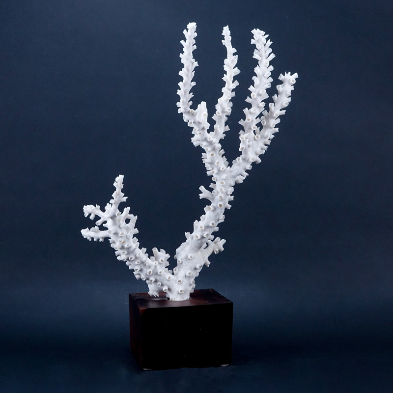 Natural White Coral Specimen on Wood Base.