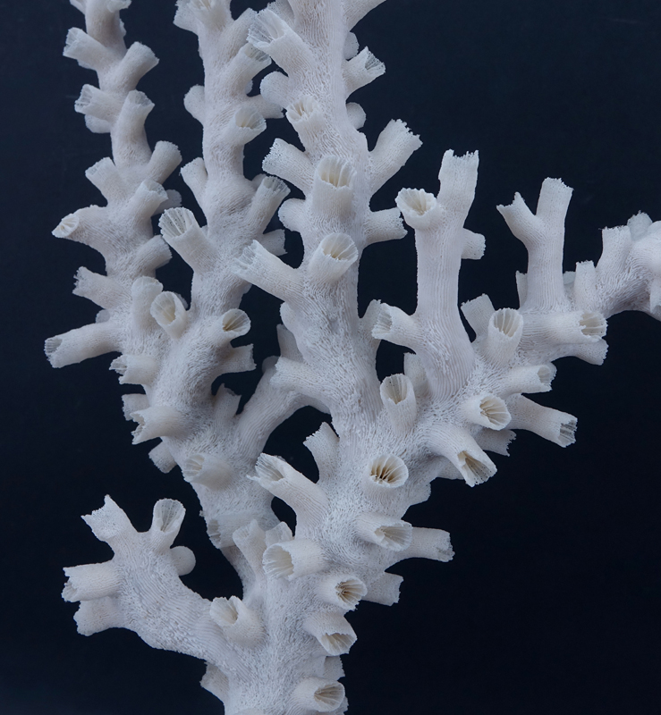 Natural White Coral Specimen on Wood Base.