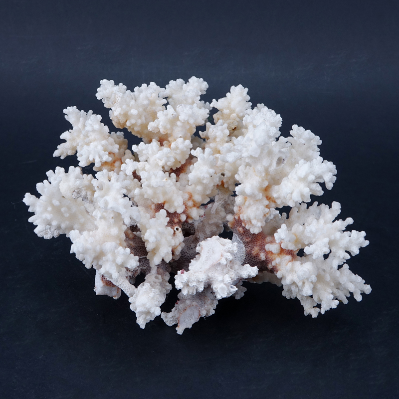 Natural White Coral Specimen. Good condition.