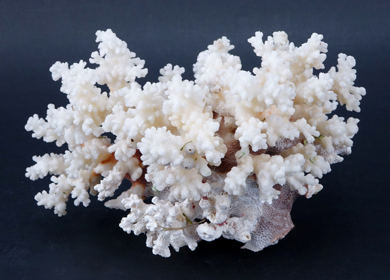 Natural White Coral Specimen. Good condition.