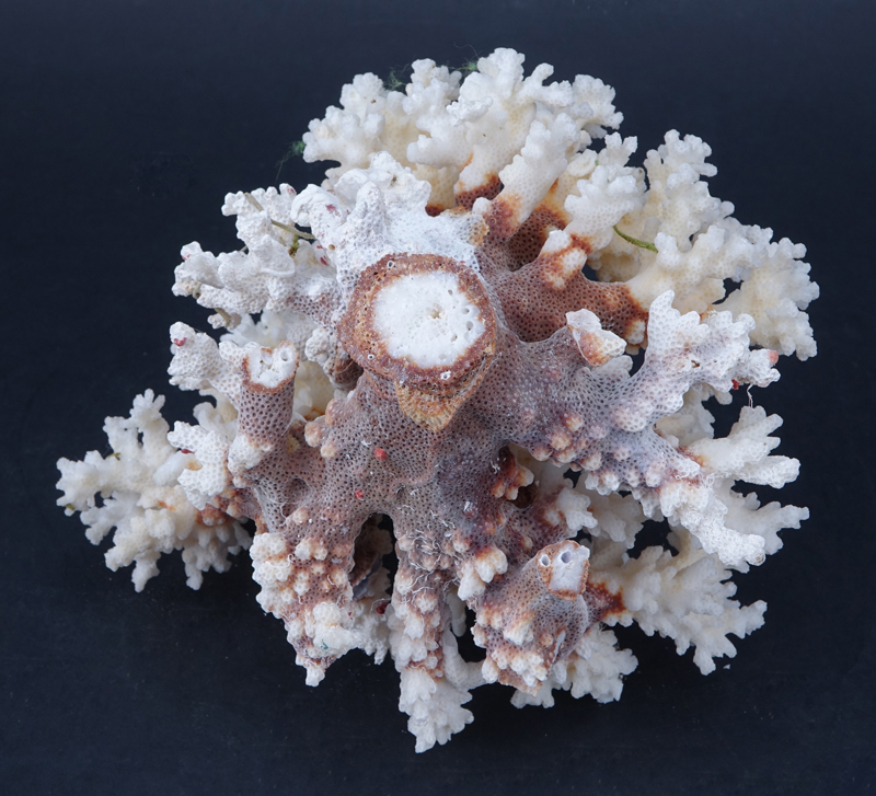 Natural White Coral Specimen. Good condition.