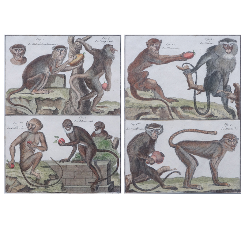 Pair Antique Colored Monkey Engravings "Histoire Naturelle, Quadrupedes" Signed in plate "Benard Direxit". 