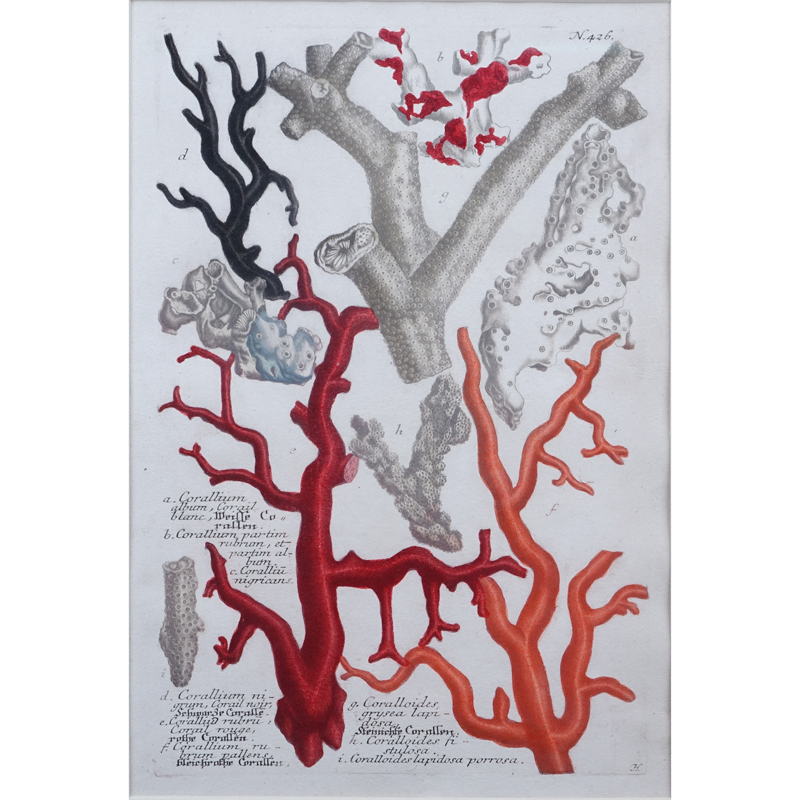 Johann Wilhelm Weinmann, German (1683-1741) 18th Century hand-colored line and mezzotint engraving "Coral" . 